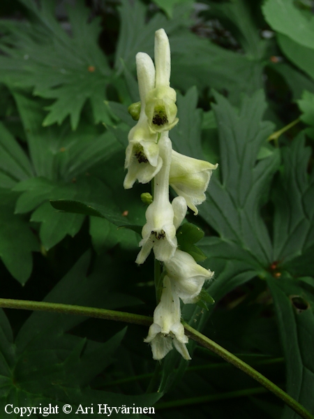 Aconitum krylovii, rikkiukonhattu